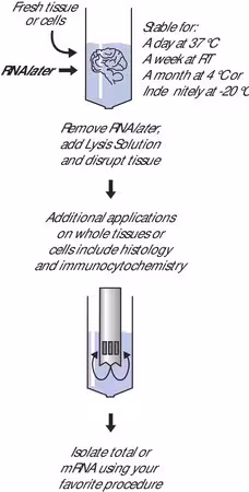 Pacote de RNALATER 1X100ML
