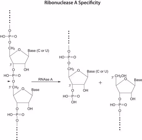 RIBONUCLEASE A, CHROMATOGRAPHICALLY pack 1X50MG