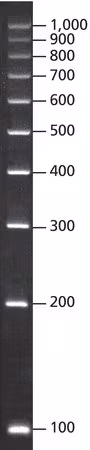 DIRECTLOAD(TM) PCR 100 BP LOW LADDER, R& pack 1X1VL