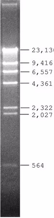 LAMBDA DNA HIND III DIGEST, PARA DNA ELE& pack 1X20UG