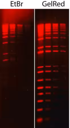GelRed«NucleicAcidStain(10,000X Water) pack 1X1EA