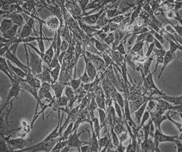 MS5-mDLL1 Stromal Cell Line Pack 1X1EA