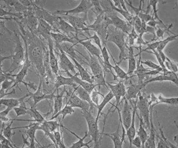 MS5-hDLL1 Stromal Cell Line pack 1X1EA