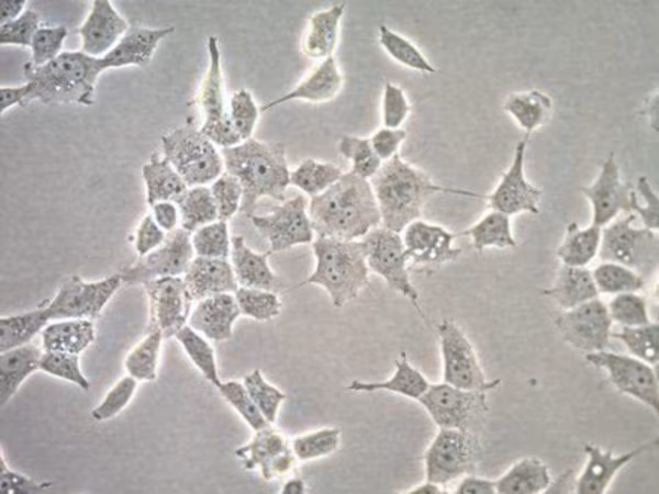 HOG Oligodendroglioma Humano Pacote de linha celular 1X1EA