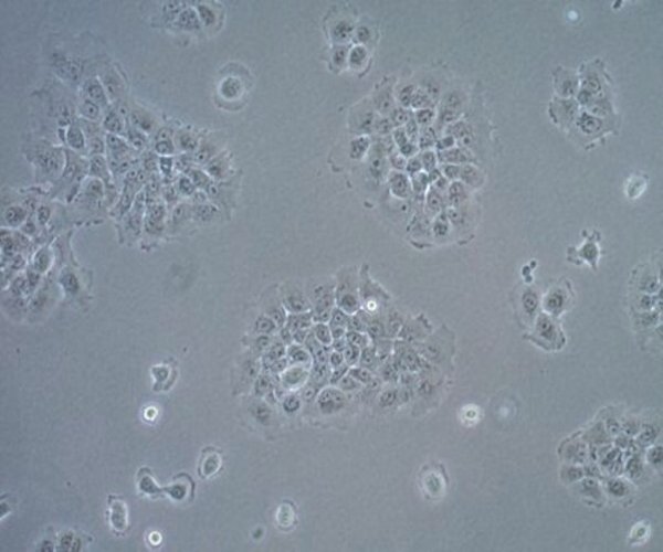 UM-SCC-17B Carcinoma escamoso Célula L pack 1X1EA