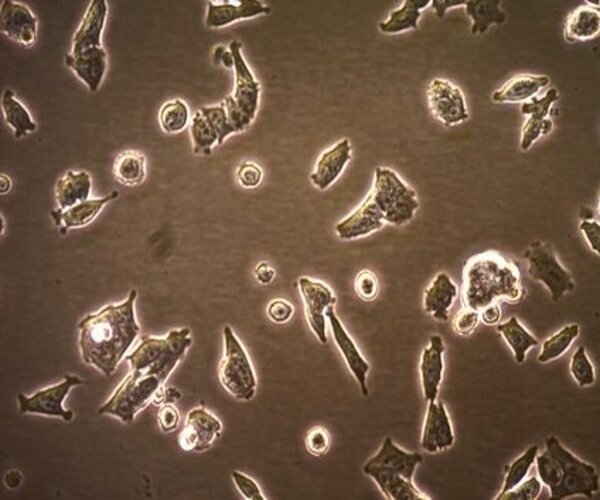 CWR-R1ca Human Prostate Cancer Cell Line pack 1X1EA