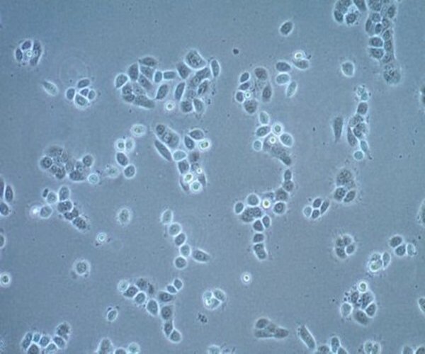 UM-SCC-22A Squamous Cell L pack 1X1EA