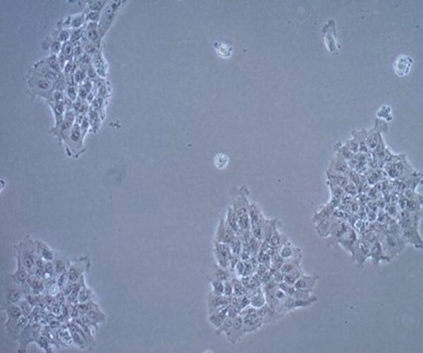 UM-SCC-17A SQUAMOUS CARCINOMA CELL L pack 1X1EA
