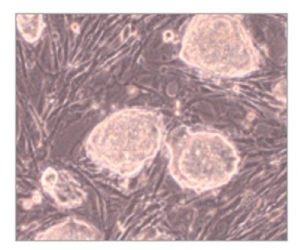 EmbryoMax« PMEF, Strain DR4, Mito-C pack 1X1EA