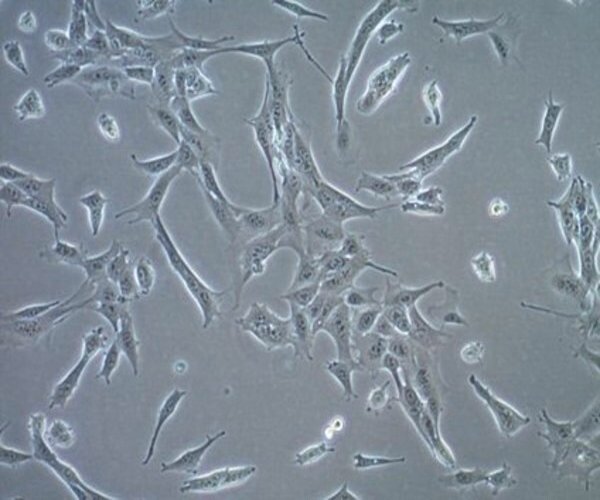 Pacote de Adenocarcinoma mamário do rato do TS/A 1X1EA