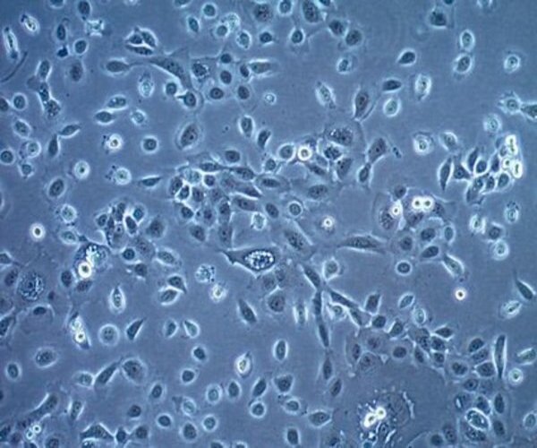 HUMAN HSC-3 SQUAMOUS CELL LINE pack 1X1EA