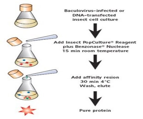 Insect PopCulture« Reagent pack 1X1EA