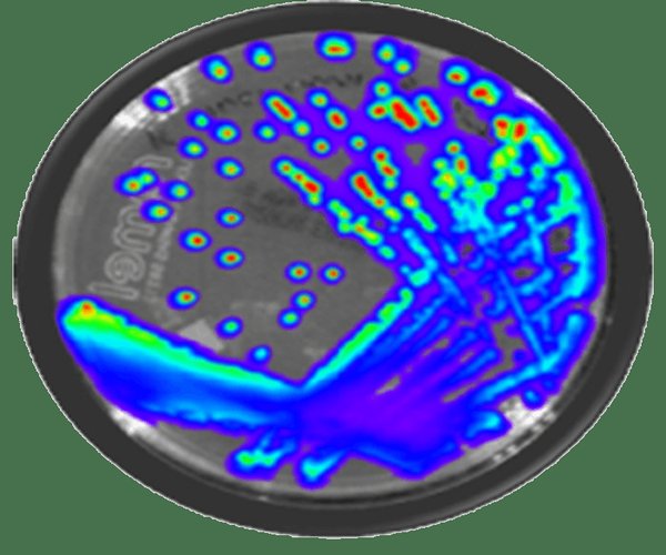 IVISBRITE LISTERIA MONOCYTOGENE XEN19