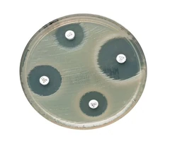 Discos para antibiograma FEP30 CEFEPIME, 30µg - Thermo Scientific Oxoid (MBD) - Antimicrobianos - Antimicrobianos - CT0771B-0