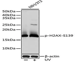 Phospho-Histone H2AX-S139 Rabbit Monoclonal Antibody, 100µL - Assay Genie - Anticuerpos primarios