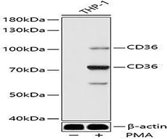 Olfr734 Polyclonal Antibody, 100uL - Assay Genie - Anticuerpos primarios
