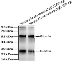 Biotin Monoclonal Antibody - Assay Genie - Anticuerpos primarios