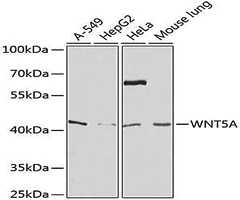 WNT5A Rabbit Polyclonal Antibody, 20 ul - Assay Genie - Anticuerpos primarios