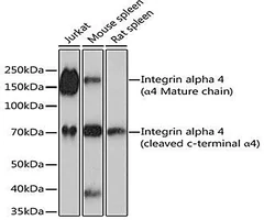 Anticuerpo monoclonal de conejo contra integrina alfa 4 (ITGA4/CD49d) 20 ul - Assay Genie - Anticuerpos primarios