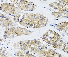FGF13 Rabbit Polyclonal Antibody, 20 ul - Assay Genie - Anticuerpos primarios
