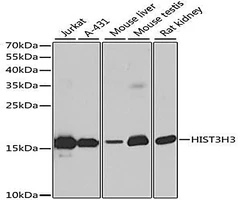 Histone H3 Rabbit Polyclonal Antibody (CAB2348), 20 μL - Assay Genie - Anticuerpos primarios