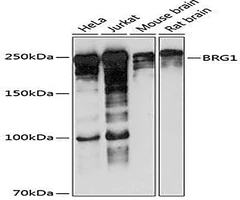 BRG1/SMARCA4 Rabbit Monoclonal Antibody (CAB19556), 100 μL - Assay Genie - Anticuerpos primarios