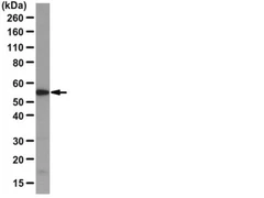 PASTILLAS HISTOSEC PUNTO DE SOLIDIFICACIÓN 56-58ºC 25 kg - Sigma Aldrich - Medios de inclusión y parafinas - Reactivos - 1116099025-2