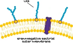 Lipopolisacáridos de Escherichia coli O111:B4 purificados mediante extracción con fenol (paquete de  - Sigma Aldrich - Compuestos bioquímicos