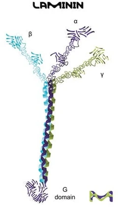 LAMININ FROM ENGELBRETH-HOLM-SWARM MURIN pack 1X1MG - Sigma Aldrich - Cell culture media and reagents - Cell culture media and reagents - L2020-1MG-0