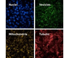 PHENOVUE LIVE CELL PAINTING KIT - 10X96 - REVVITY - Otros reactivos