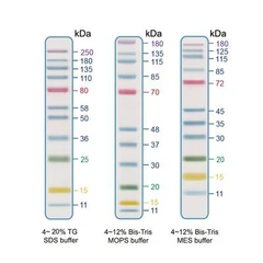 5-Color Prestained Protein Ladder (11-250 kDa) Sample - Assay Genie - Reactivos y sustratos para WesternBlot - WesternBlot - ABWB0001-0
