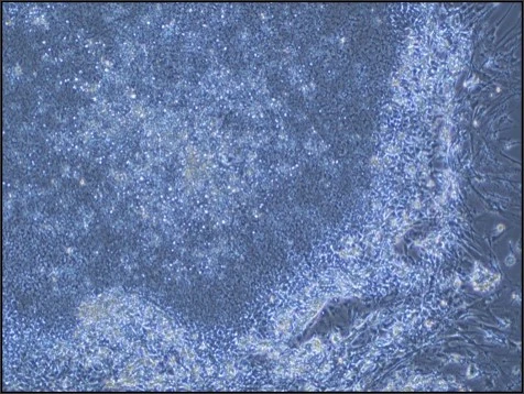 Entrevista a José Luis Cortés