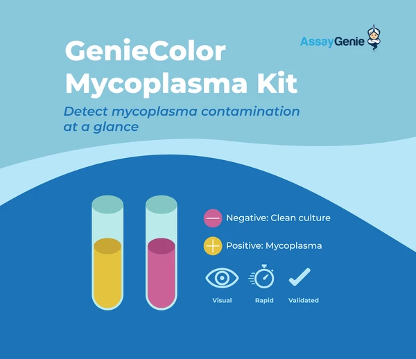 Mycoplasma: the invisible contaminant of cell culture (and how to detect it with the naked eye)