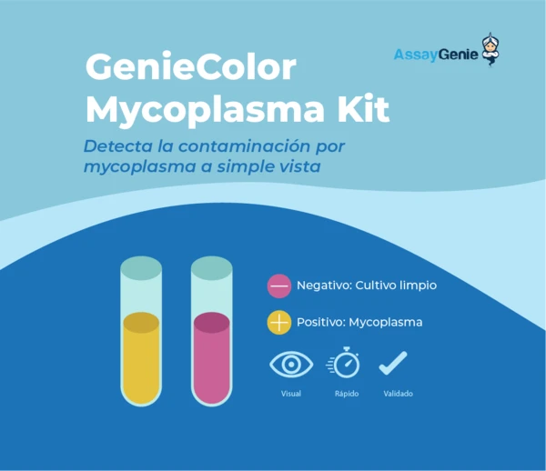 Mycoplasma: el contaminante invisible del cultivo celular (y cómo detectarlo a simple vista)