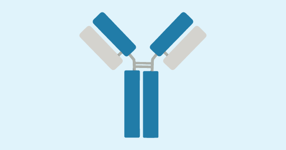 Antibodies