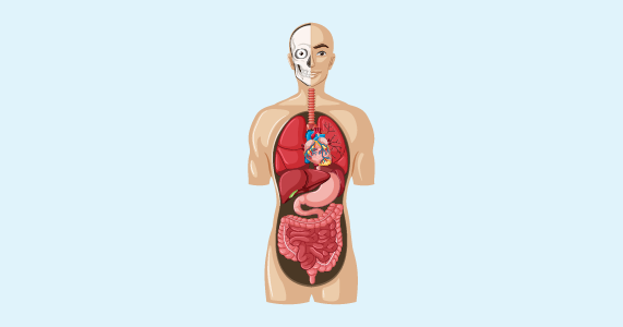 Anatomy models
