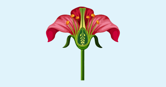 Botany models
