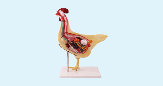 Zoology models