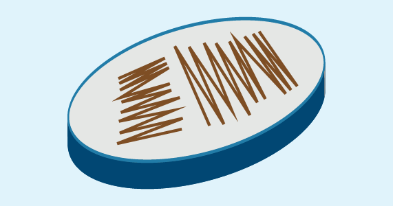 Reference strains