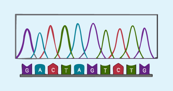 Genetics - Sanger sequencing