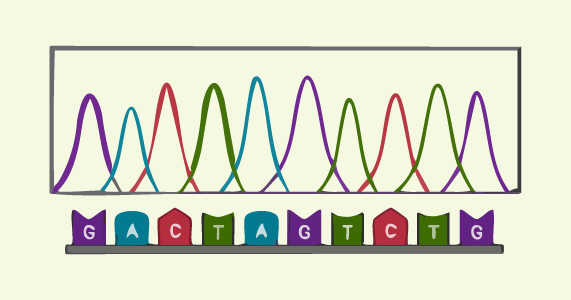 Immunology - Sanger sequencing