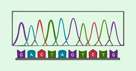 Microbiology - Sanger sequencing