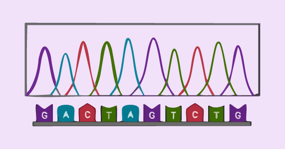 Histopathology - Sanger sequencing